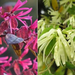 Loropetalum / Loropetalum chinense